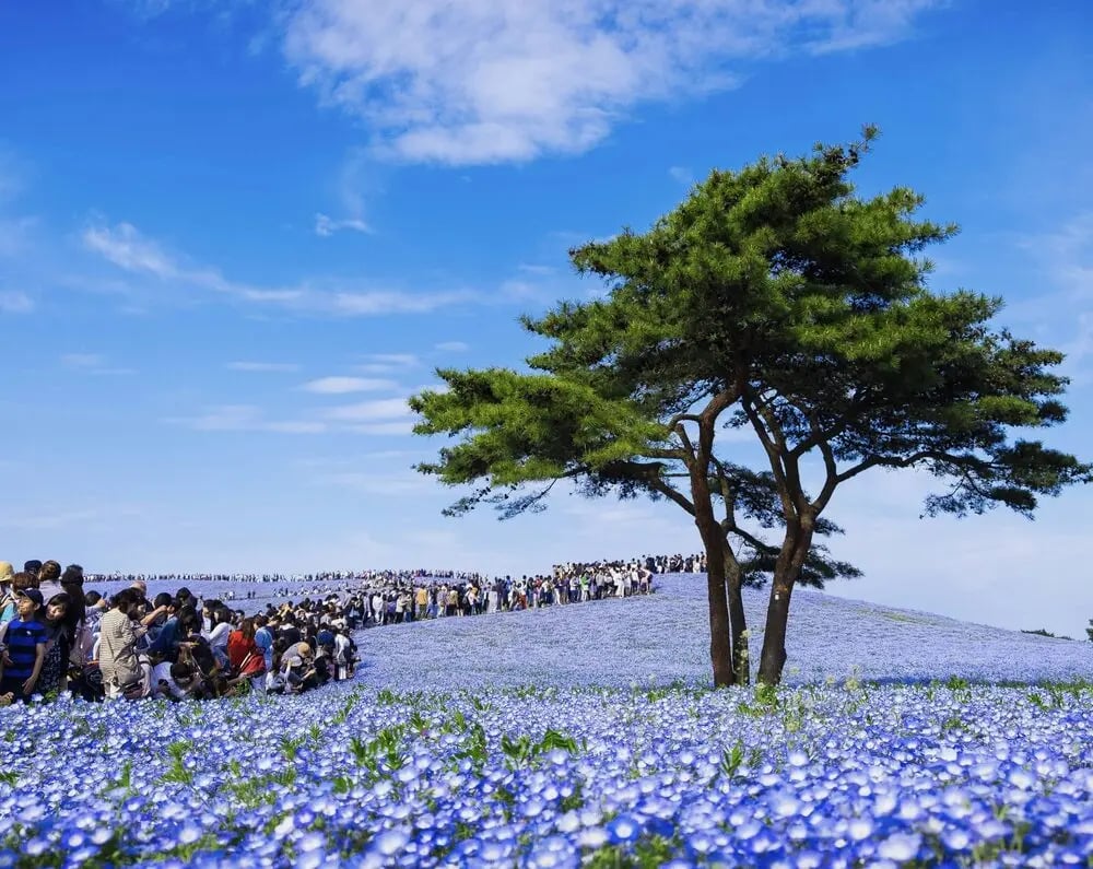茨城県