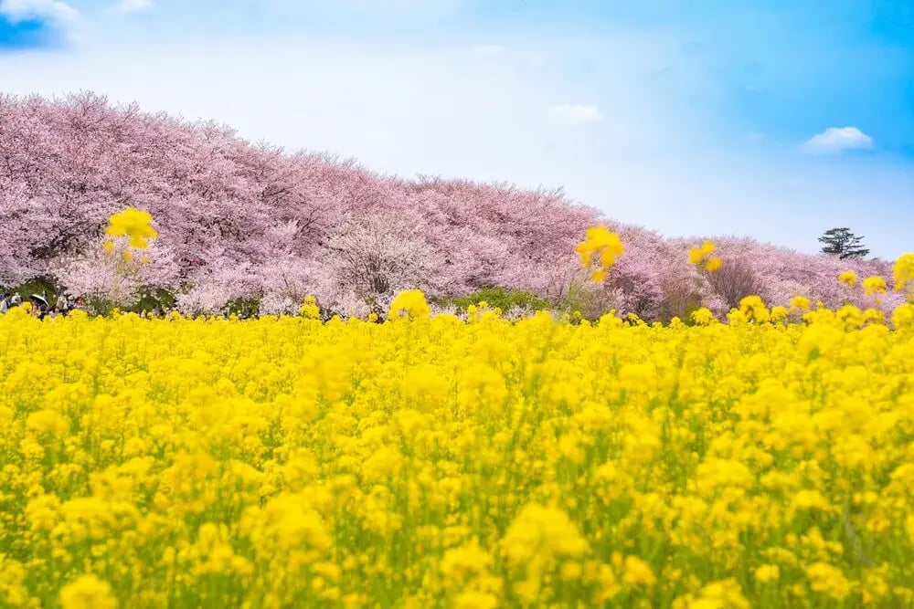 埼玉県