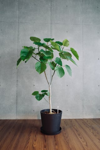 はじめての観葉植物🪴
フィカス・ウンベラータというらしいです😌