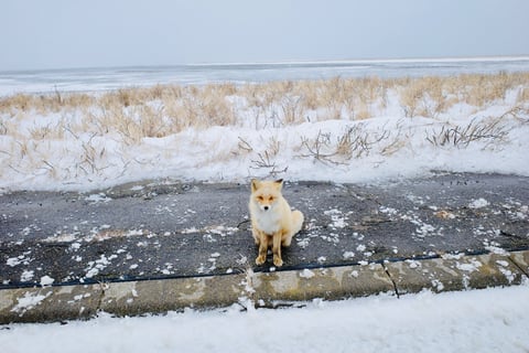 北海道 標津のキタキツネ🦊
Ezo red fox at Shibetsu - Hokkaido