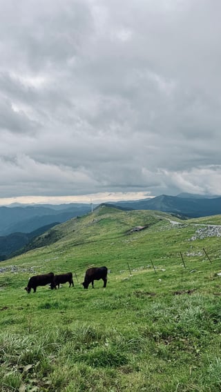 天空の道と呼ばれる四国カルスト、たくさんの牛さんと壮大な景色が圧巻でした🐄