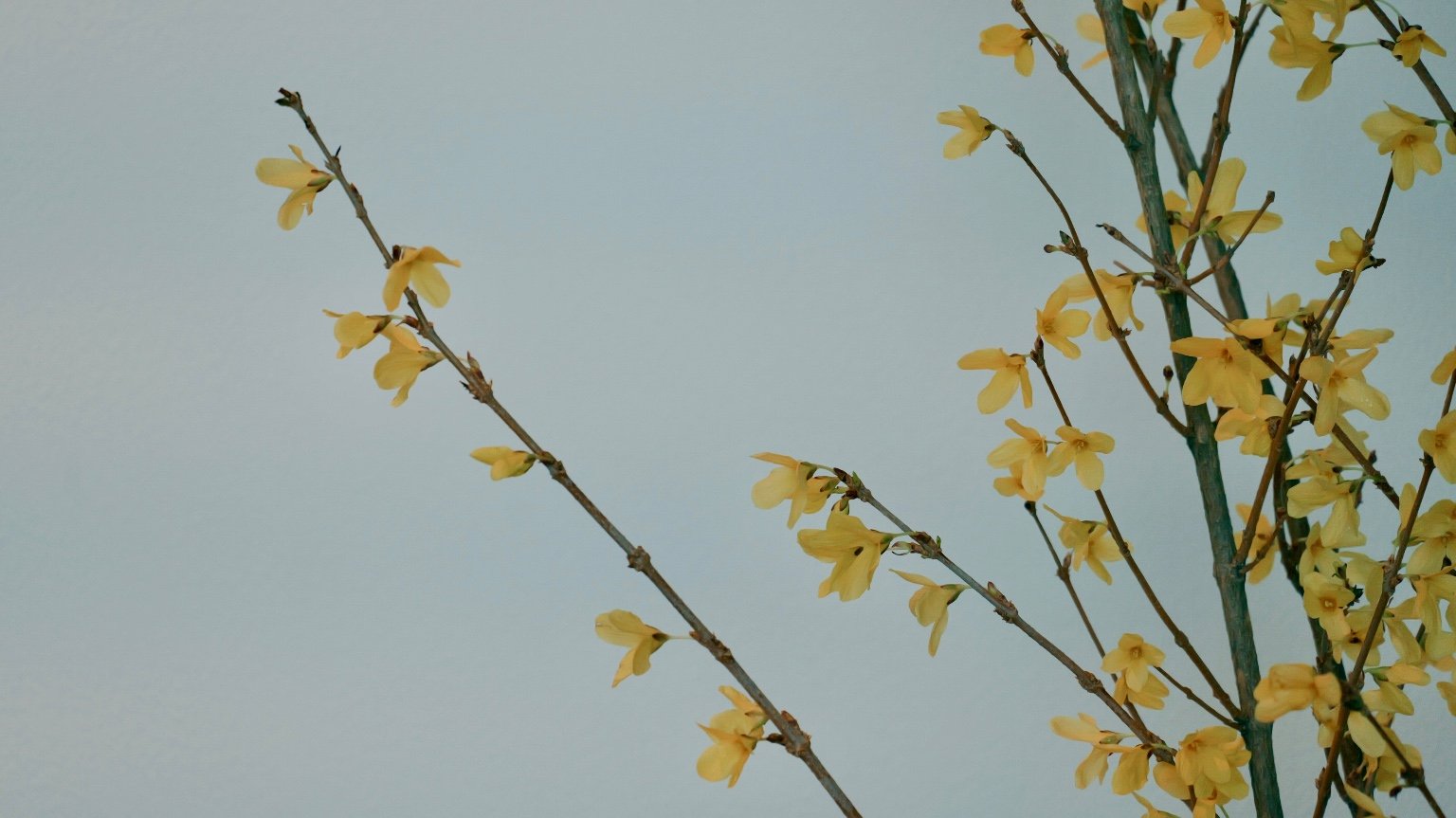 メイン投稿画像