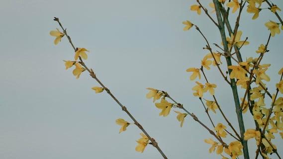 連翹 (れんぎょう)
英語名: Golden Bell
花言葉: 「希望」「期待」「集中力」「叶えられた希望」