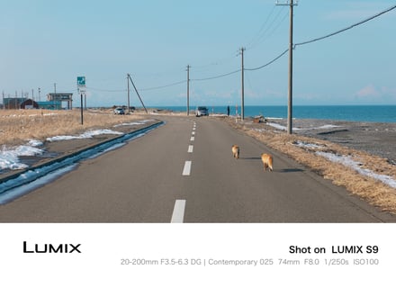 1年ぶりの野付半島のキタキツネ🦊
LUMIX Labのフレームがいい感じ