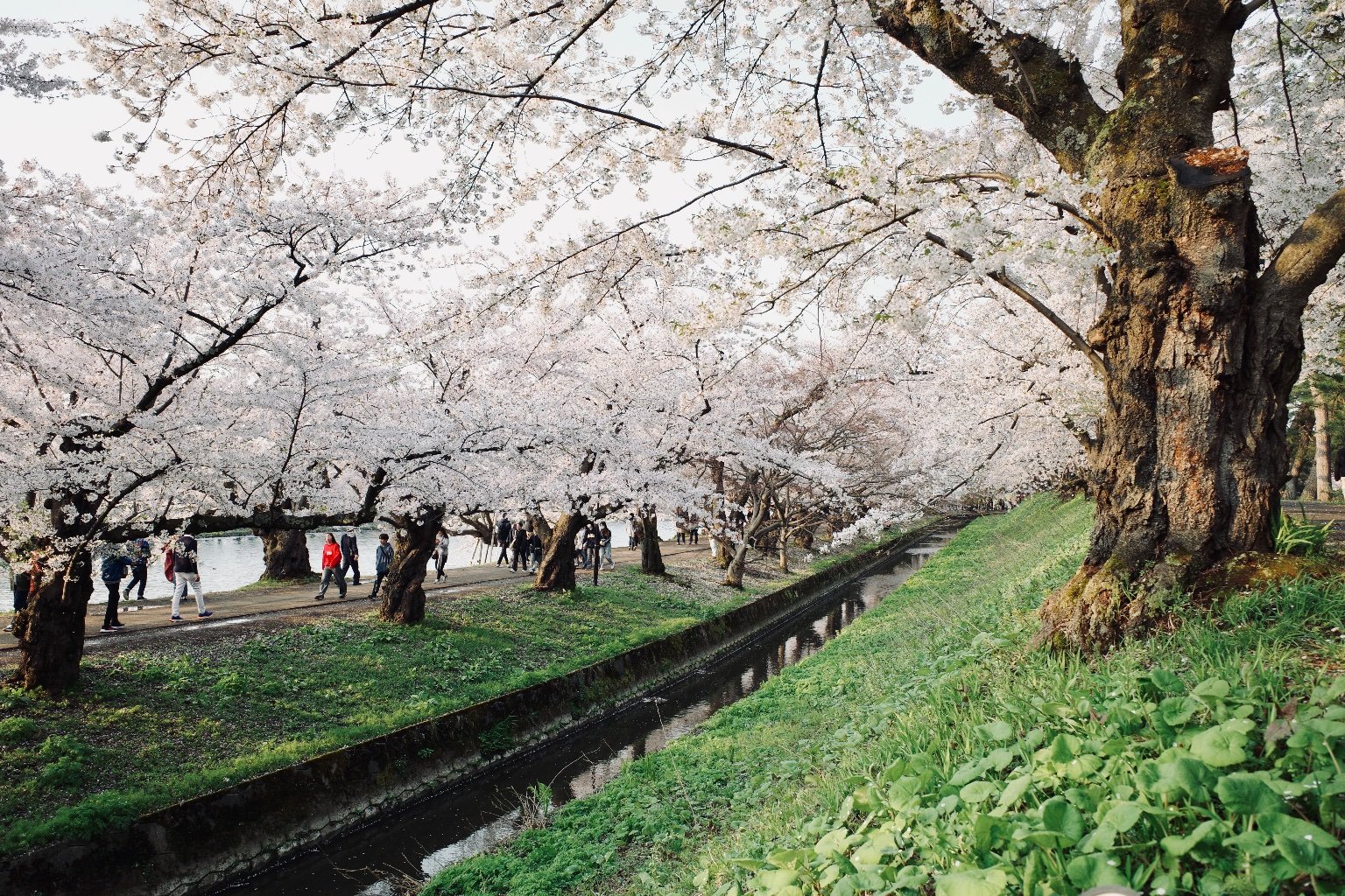 青森県 弘前さくらまつり🌸
Hirosaki Cherry Blossom Festival - Aomori Pref