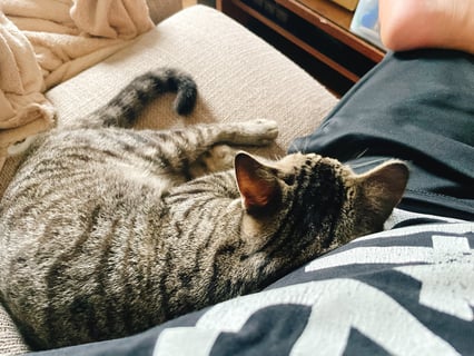 預かりボランティアで家に来てから2日目とは
思えないほどのリラックスぶり