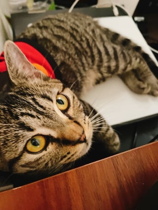 仕事終わりにして！かまって！
とMacの上に鎮座していらっしゃる