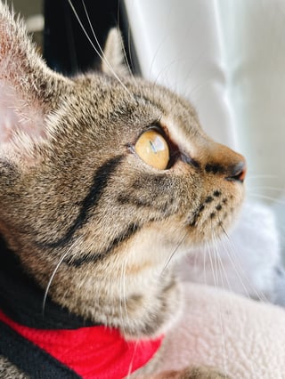 窓の外の世界に興味津々
友達の鳥さんをまってます🦆
手がもふもふなごまです🐈