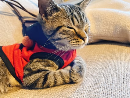 おててを組んで寝る🐈