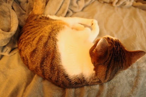 友人猫が来日。なぜか猫たちは私のベッドの足元で寝る習性。足からフェロモンが出てるとうわさ