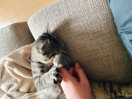 ミヌエットの保護猫のごまです🐈

もっと上手く撮影できるようになりたいです🐈