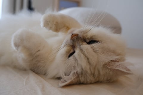 起きてるのかな？と思ったら寝ていた