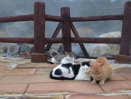 雲仙にいる猫たち🐈️
温泉であったかいからか微動だにしない