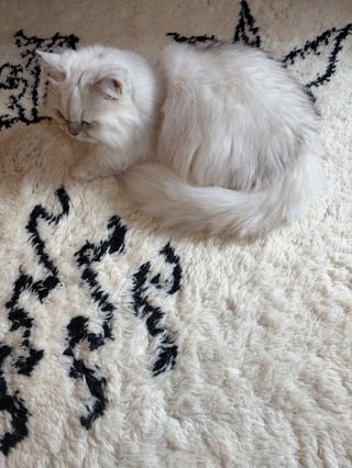 白カーペットに溶けている