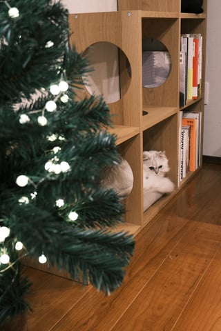 もうクリスマス🎄🐈️
幹や葉っぱを時折かじかじしているものの、仲良くやっていけそうです。