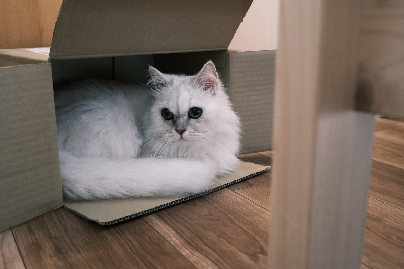 メイン投稿画像