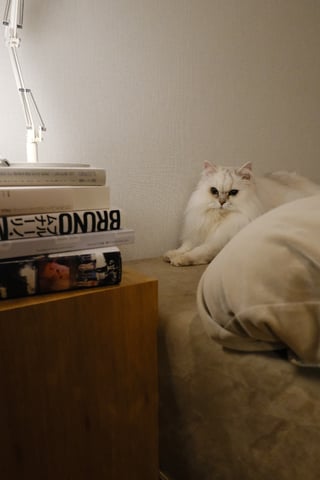 夜いないと思ったら、一足早くベッドにいたひと