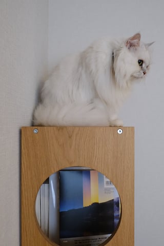 高いところから警備中