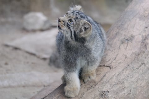 子マヌルネコ

フジノンレンズの望遠をはじめて使ったけれどフォーカスいい感じ。これ以上重いレンズだと、本体のコンパクトなよさがなくなってしまうので、このくらいが限界かなぁ。大人たちが列に沿って望遠レンズで連写していたのもまた一興