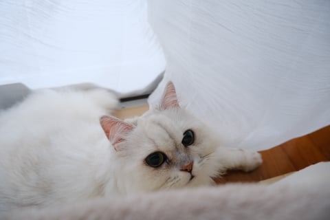 あらかわいい
最近は窓を開けていたからか、特に窓際の狭いスポットがお気に入りな様子