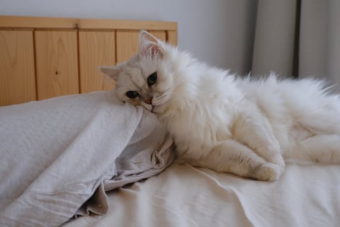 人間の枕を枕にしているね。ちょっと高くない？