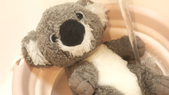 コアラマットレスのぬいぐるみちゃん、初めてのおふろの様子…🐨