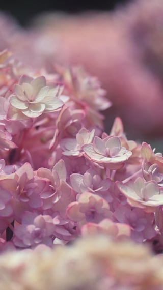 紫陽花って土の酸度で色変わるって知ってた？