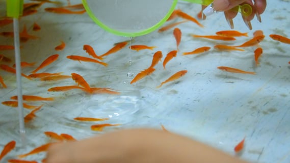 掬ったのは夏の思い出