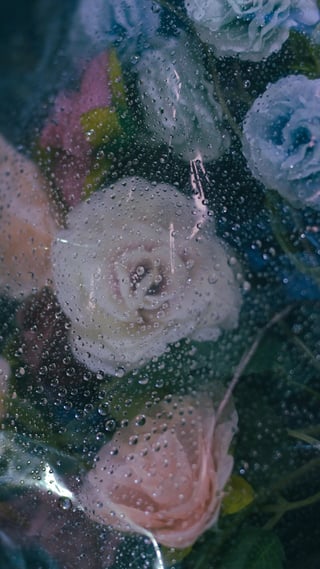 静けさの向こうで咲く