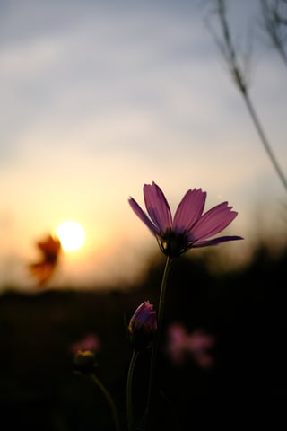 朝のお散歩、もうちょっと涼しくなると良いのに、、、