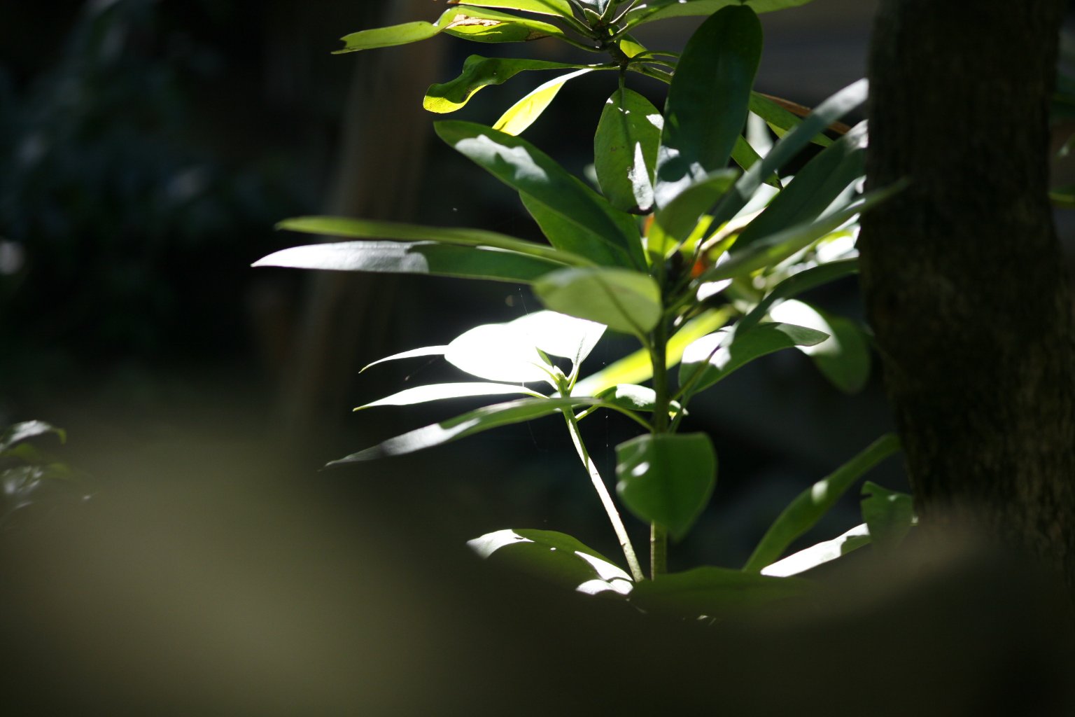 メイン投稿画像