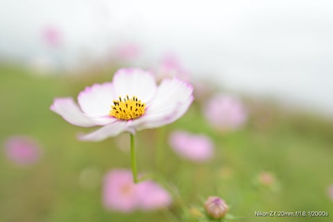 🎵薄紅の秋桜が･･･
会場では、山口百恵さんの歌が流れてました。