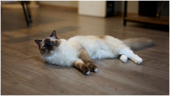 猫のおこげです。名前の由来は顔がこげてる(黒い)からです🐈