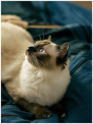 スカイブルーの目が綺麗なおこげ