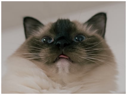 おこげさん、舌が出たままですよ。