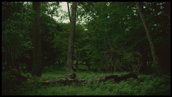 京都御所を歩いていたら森がありました。