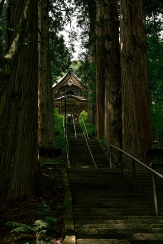 戸隠神社
巨木の杉が並木になっていてすごい迫力でした。
奥社まで徒歩はなかなかキツかったです🥲