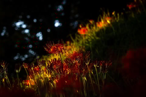 夕陽に照らされる彼岸花