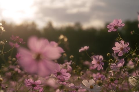 夕陽×コスモス
※nokton 40mm f1.2も使ってます。