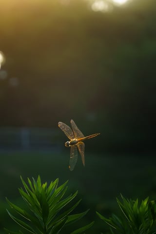 夕陽に照らされる赤トンボ。
ピント甘め