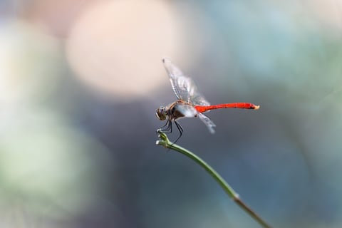 もうすっかり秋の雰囲気。