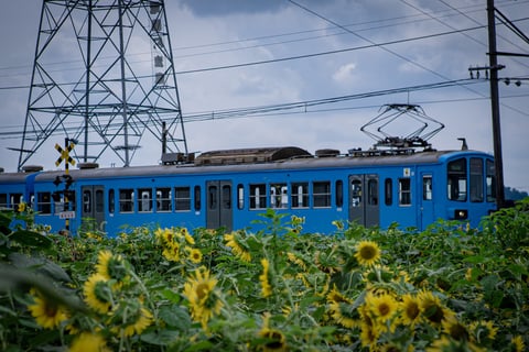 ひまわり撮り納めかな🌻🌻🌻
来年は満開時期に来よう。
