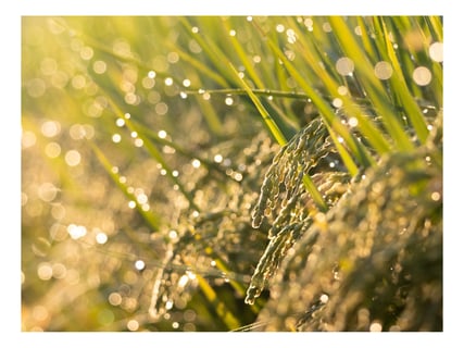 朝のきらめき。季節のうつろい。