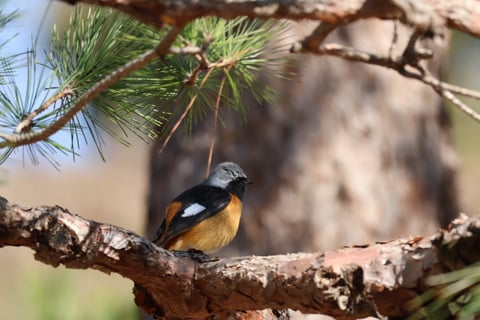 不自由さの中に自由はある。
鳥も人も自由なんだ。