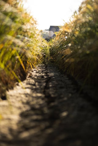 収穫前のモーセの十戒
田んぼの様子で季節を感じます