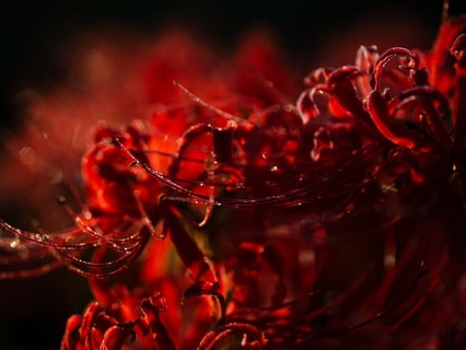 涼しく燃える朝。