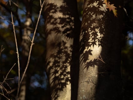秋はあちこちにある。
色も形も全部、秋。