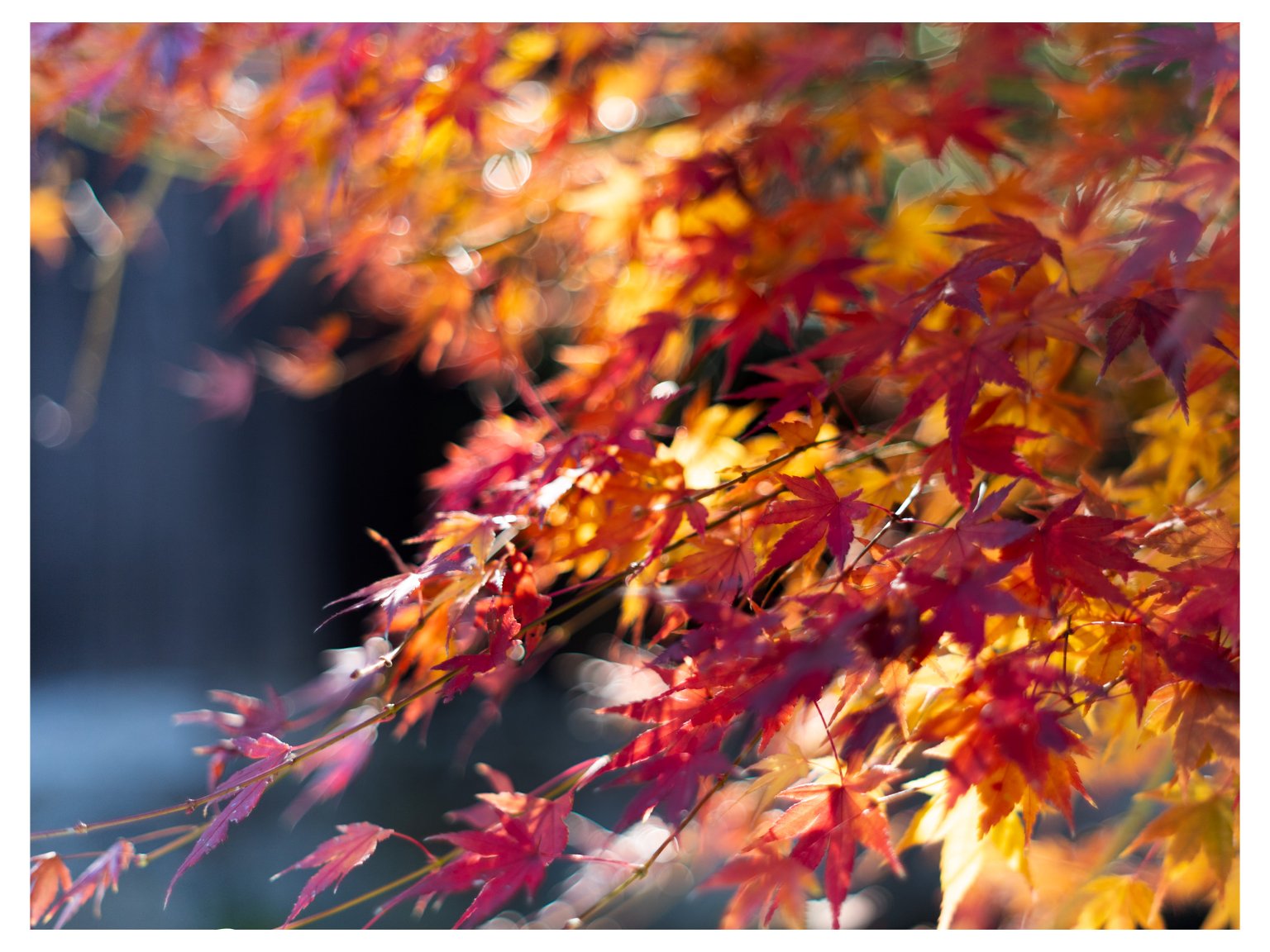 メイン投稿画像