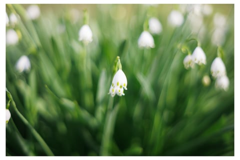 スズランスイセン