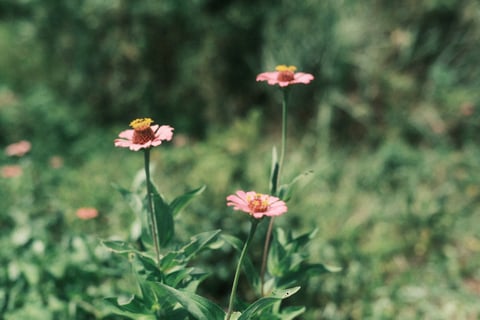 いつも車で通る道を歩くことで思わぬ発見🌸
